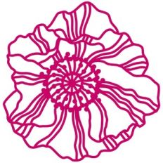 wild poppy