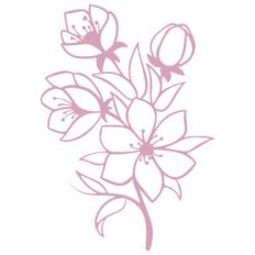 cherry blossom branch