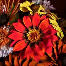 gazania