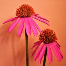 cone flower