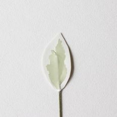 variegated leaf by farren celeste