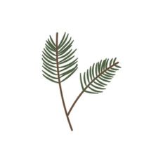 pine branch