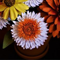 straw flower
