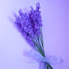 lavender