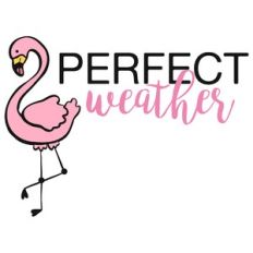 flamingo perfect weather