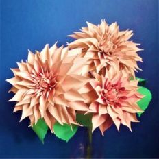 dinner plate dahlia
