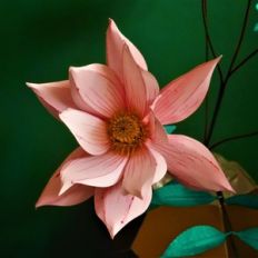 emperor dahlia