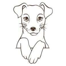terrier face