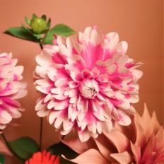 fuzzy wuzzy dahlia