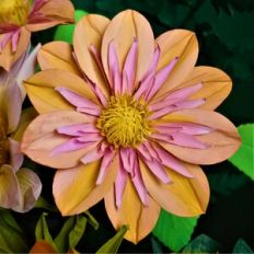 orchette dahlia