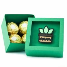 candy box cactus