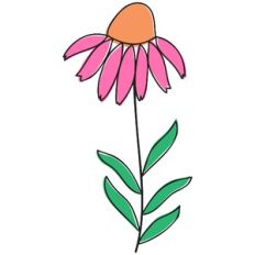 pink echinachea flower doodle