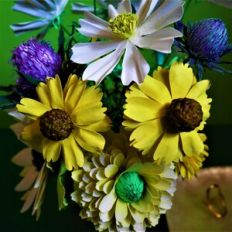 helenium butter pat