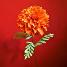 african marigold