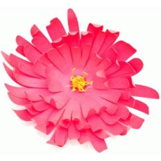 layered chrysanthemum