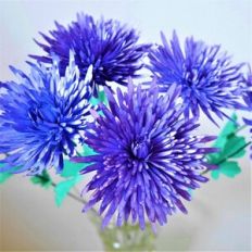 spray spider mum