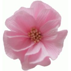 shabby flower