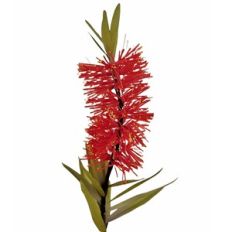 Callistemon decorative flower