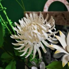 Anastasia Spider Mum