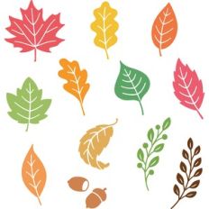 Fall Leaves