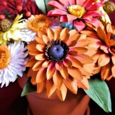 Rudbeckia - Autumn Sunset