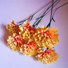 Chabauds Giant Carnation - French Carnation