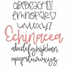ZP Echinacea