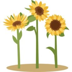sunflowers