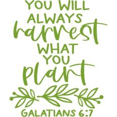 you will always harvest what you plant