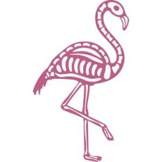 Flamingo Skeleton