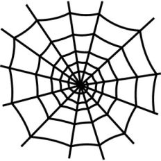 spider web
