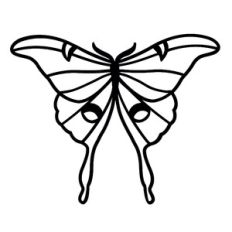 Moon Moth