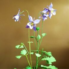 Columbine Flower