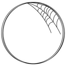 Spiderweb Circle Doodle Frame