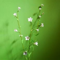 Campanula Latifolia