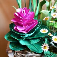 Ornamental Cabbage
