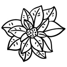 poinsettia