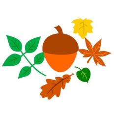 FALL LEAVES AND ACORN