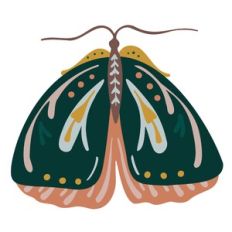 Margot Moth