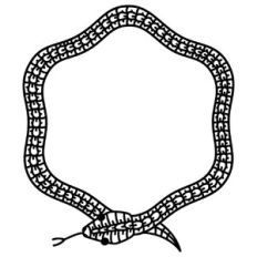Snake Papercut Border Circle Frame