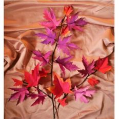 Maple Branch