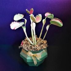Venus Flytrap