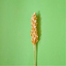 Wheat (Grain)