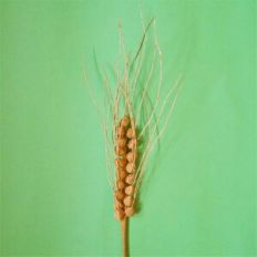 Barley - Grain