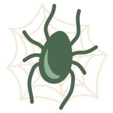 spider