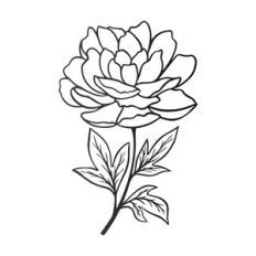 Peony flower