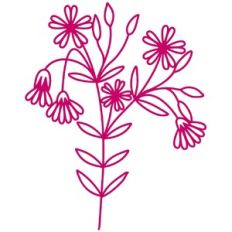 Chickweed Wild Flower