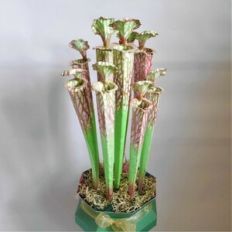 Pitcher Plant