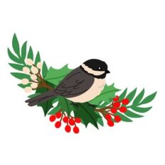 Chickadee on Holly Branch