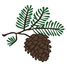 Pine Cone